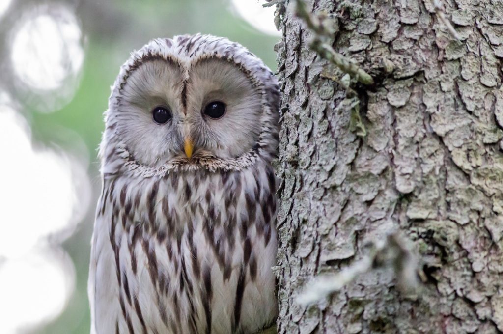 The difference between hibou and chouette – how to say “owl” in French -  Frenchanted