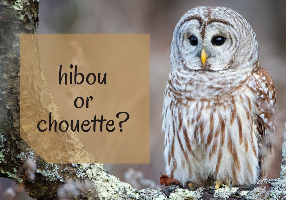 hibou or chouette