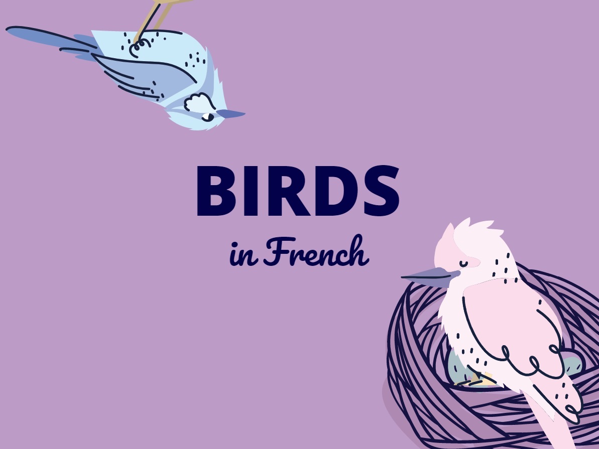 birds in French